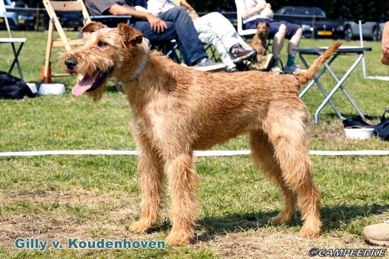 9d-gilly-v-koudenhoven-standard.jpg