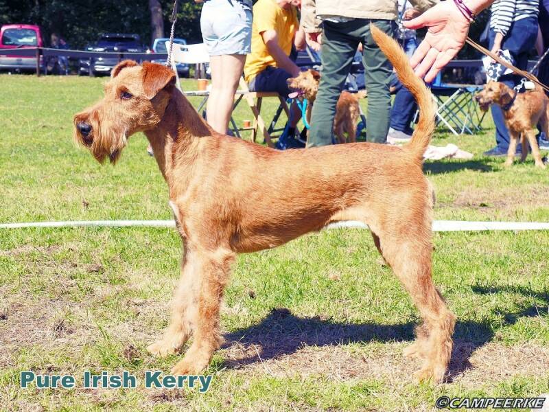 a-pure-irish-kerry-standard.jpg