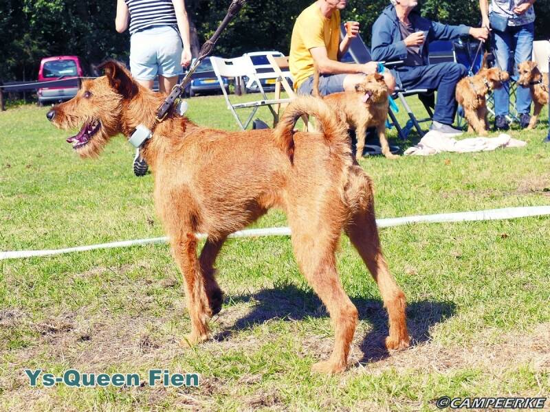 b-ys-queen-fien-standard.jpg