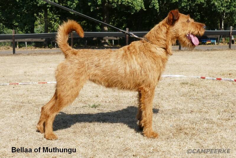 bellaa-of-muthungu-standard.jpg