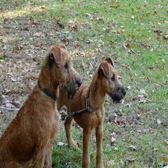 dsc08587-standard.jpg