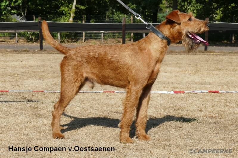 hansje-copaen-v-oostsaenen-standard.jpg