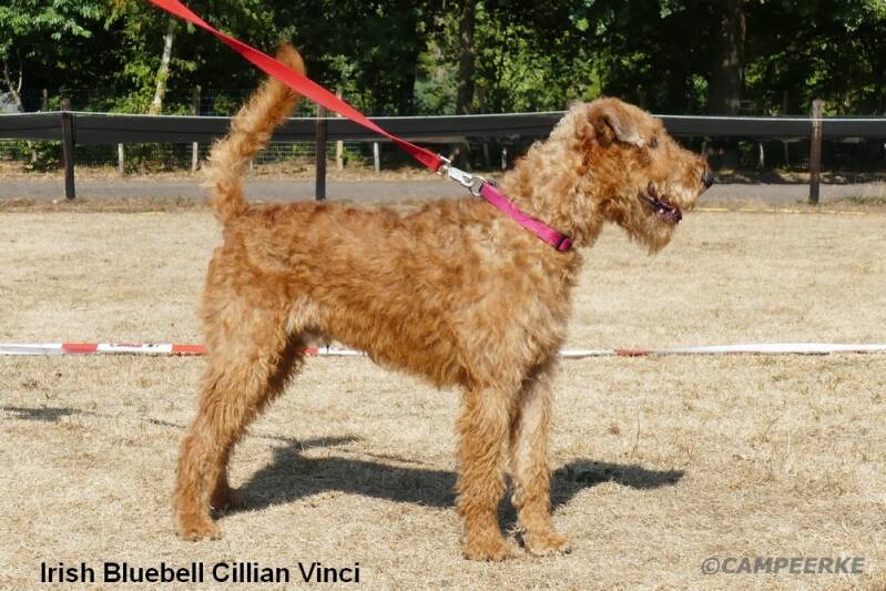 irish-bluebell-cillian-vinci-standard.jpg