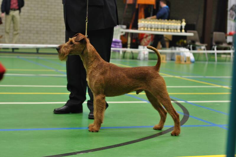 rockledge-flying-dutchman-irish-red-bob-ch-clubmatch-2011-standard-ihge0z.jpg