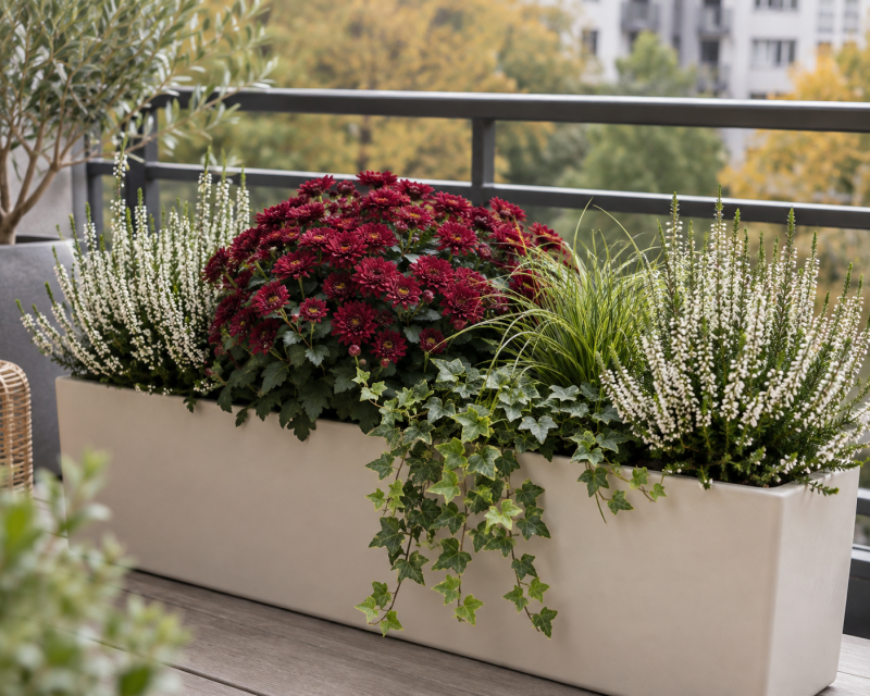 Herbstlicher Balkonkasten mit weißer Heide, dunkelroten Chrysanthemen, Ziergras und Efeu