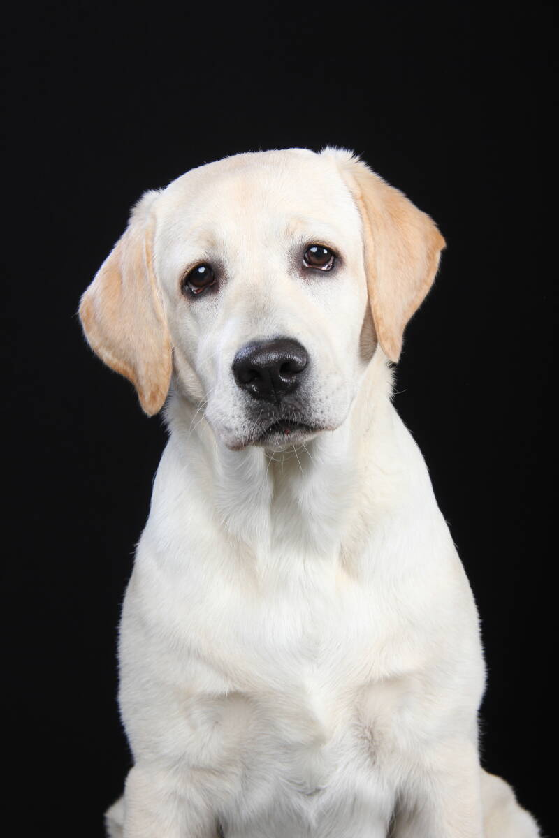 Bellina of Magical Passion