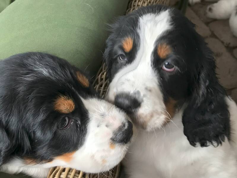 kissing springer spaniel puppies