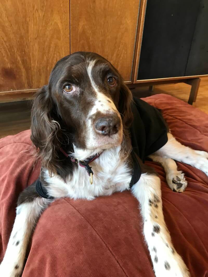 Springer Spaniel Merci