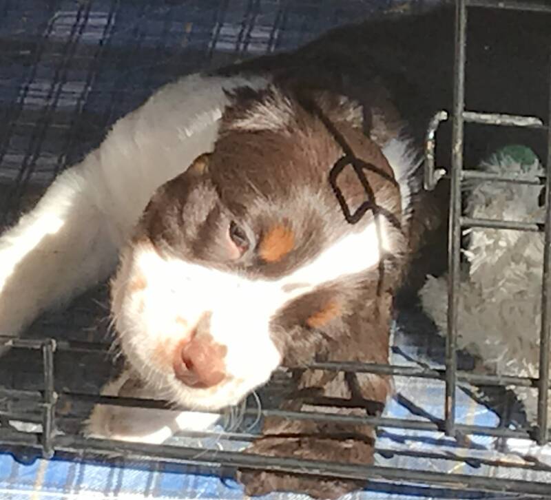 springer spaniel puppy resting in the sunshine