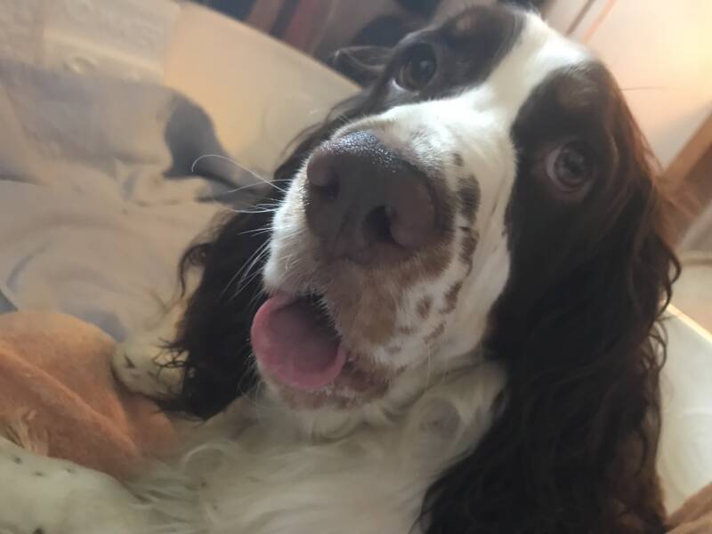 Springer Spaniel Mama Elsie