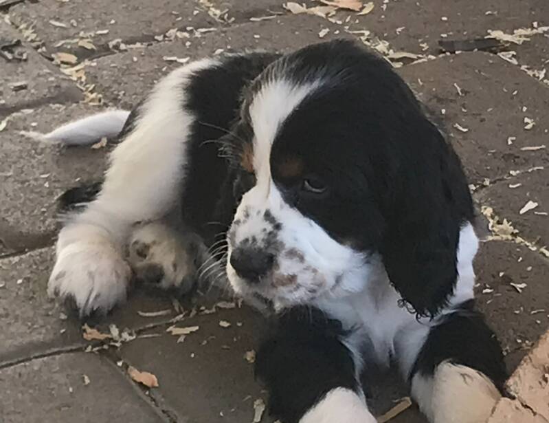 cute springer spaniel puppy