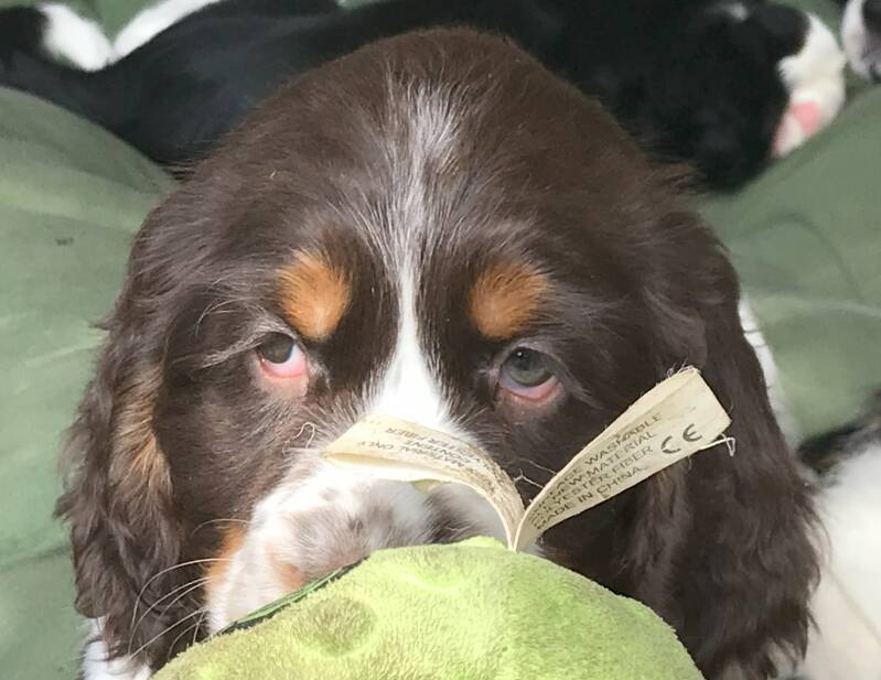springer spaniel puppy with toy