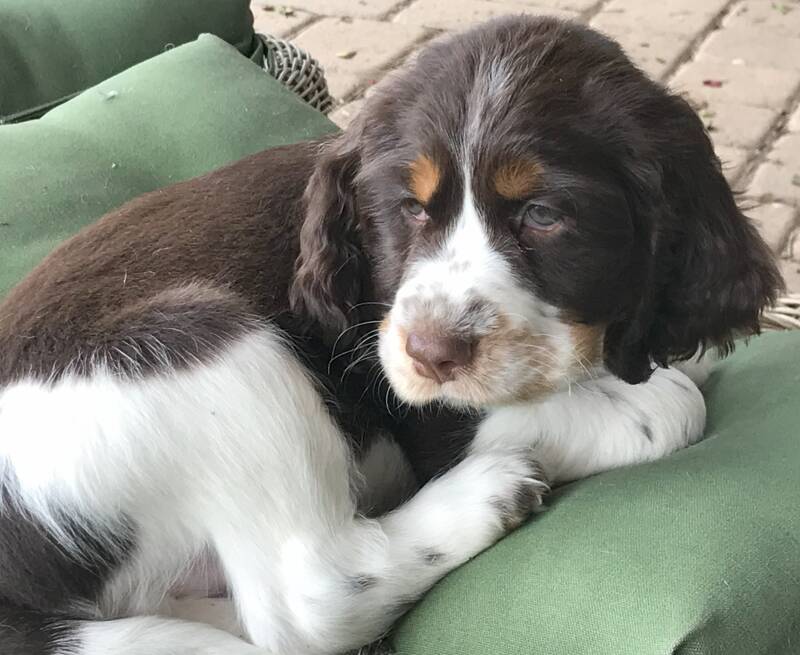 springer spaniel puppy gazing out