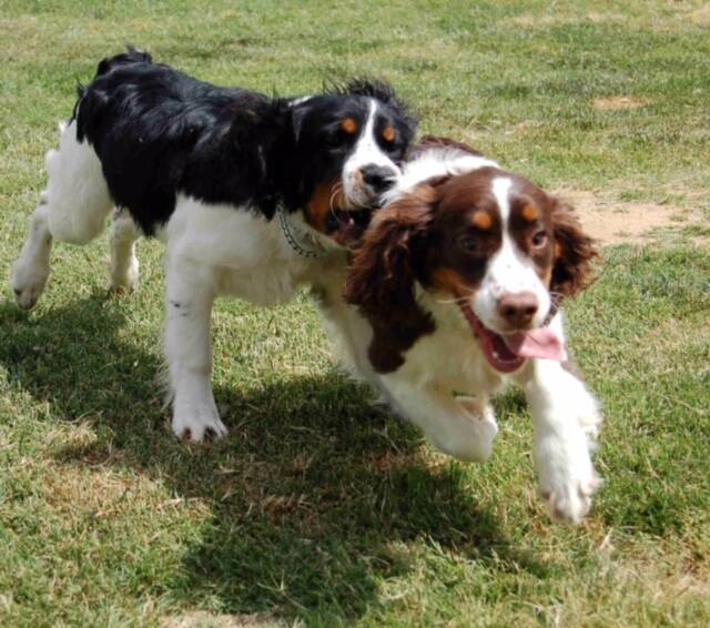 Springer Spaniels Atticus and Scout