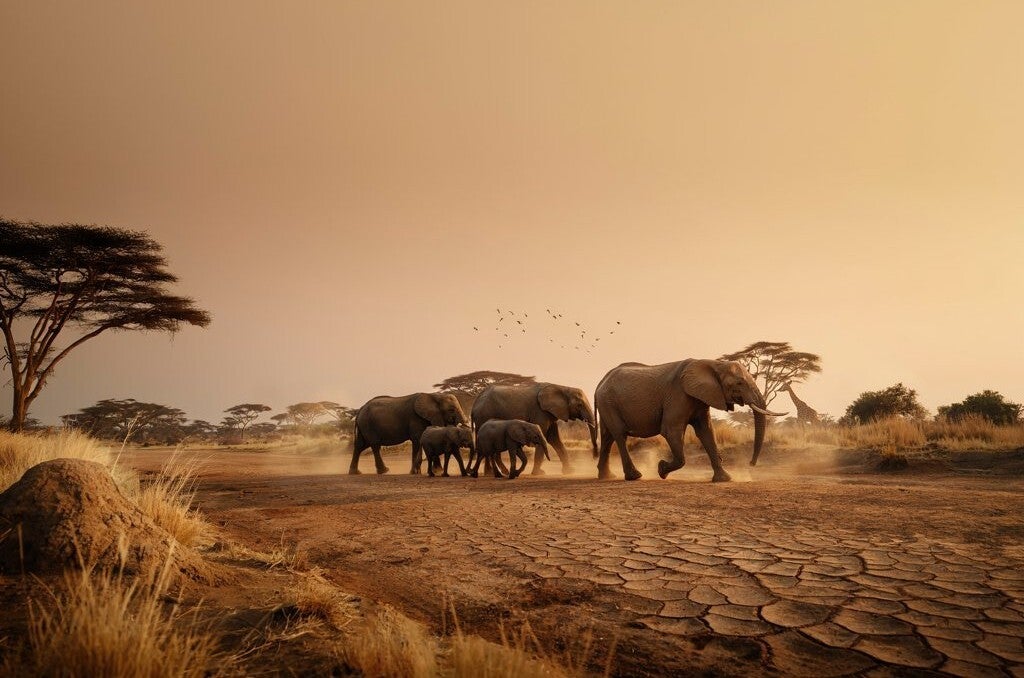 Elephants walking across a dry savanna at sunset