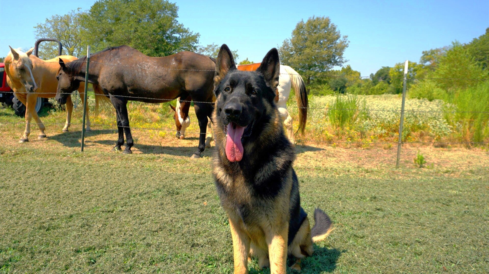 GCH Tacora's F5 Coming At'Cha Guesshaus