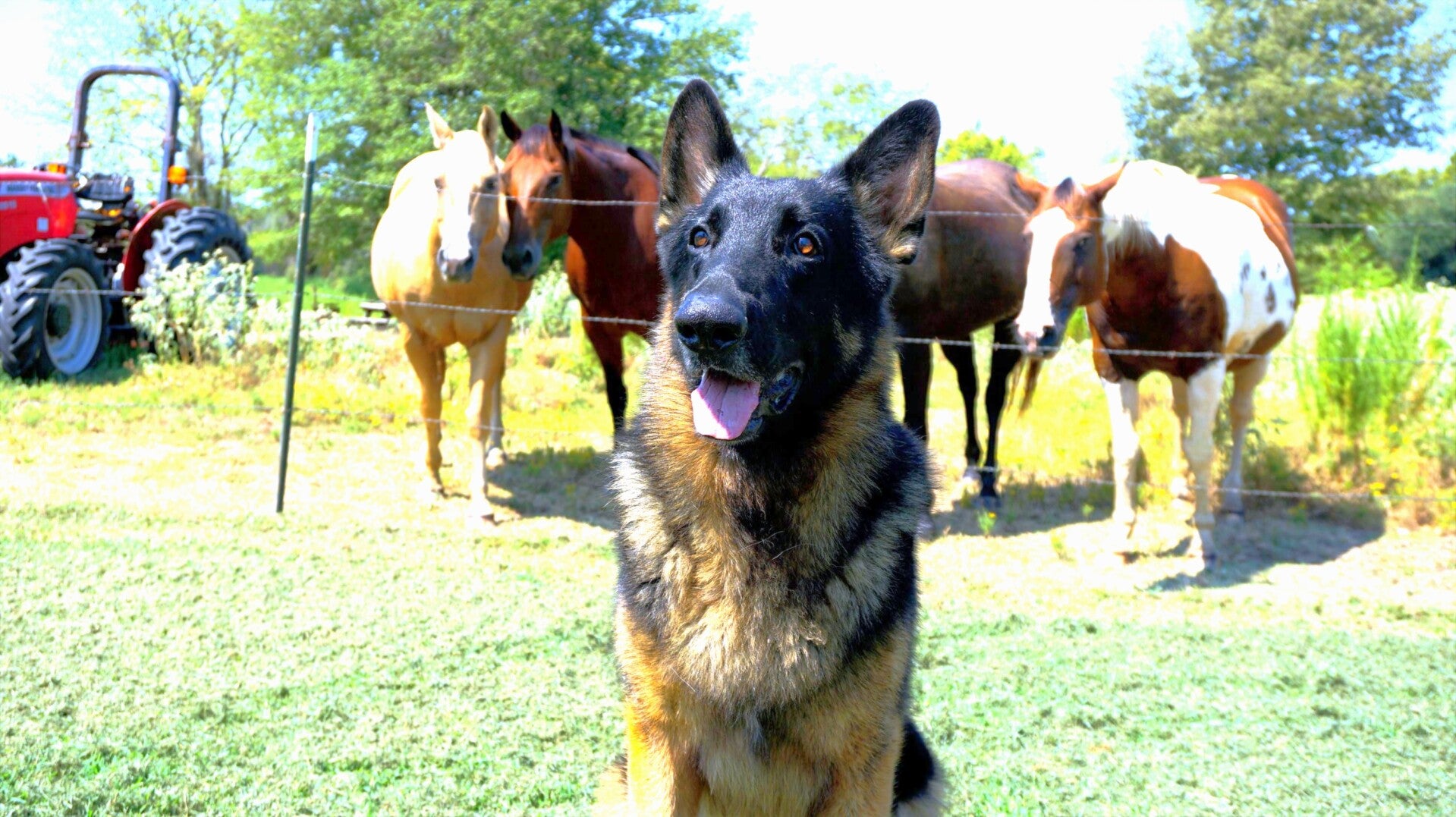 GCH George Creek's Anubis V Bark Away CD