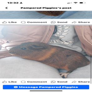 img_0415.png