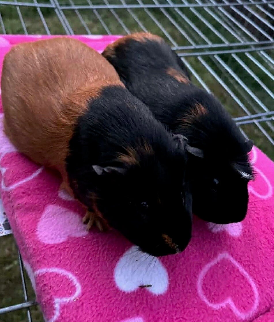 Photo of two female guinea pigs, both are a mix of black and dark orange and they are sitting on a bright pink heart blanket