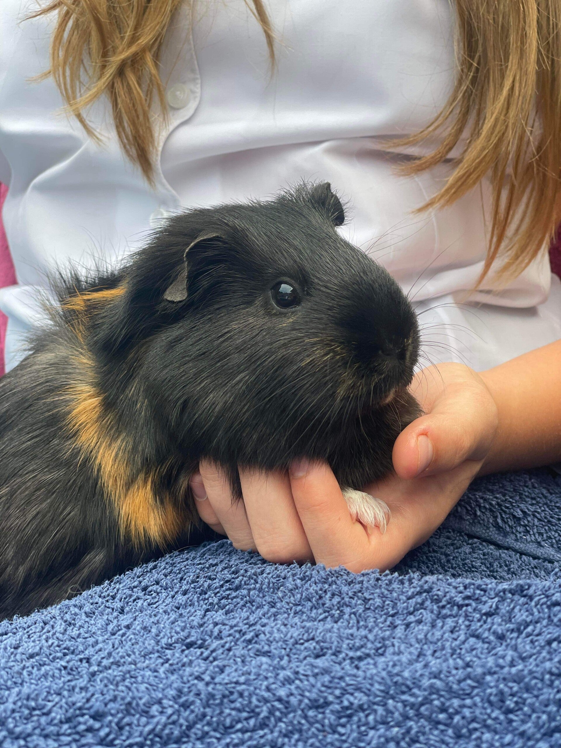 Big black and ginger boar resting foster carers hand after his nails were clipped