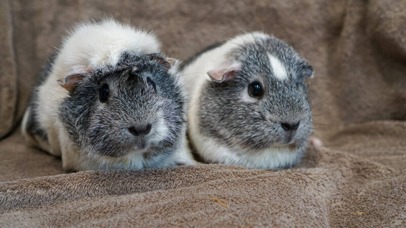 Two cute grey and white guinea pig sisters pose on a soft brown blanket.