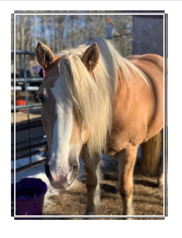 🌈 Legacy Sponsor – $550/month