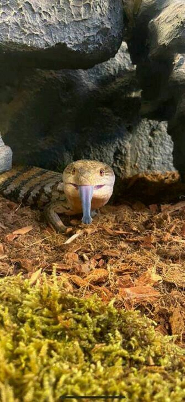 Tiliqua geboren 12-06-2021
