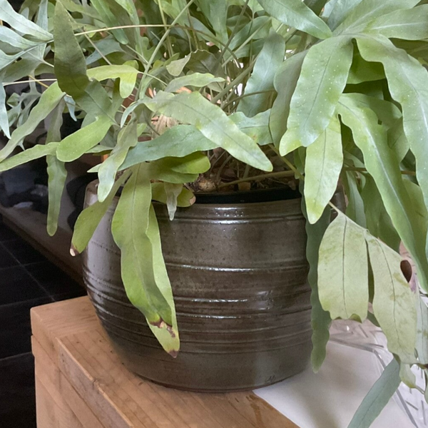 Bloempot
