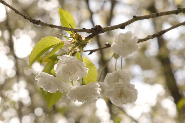 Apple Blossom