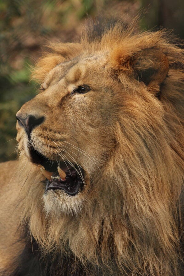 Asiatic Lion #2