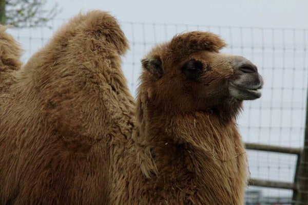 Camel01