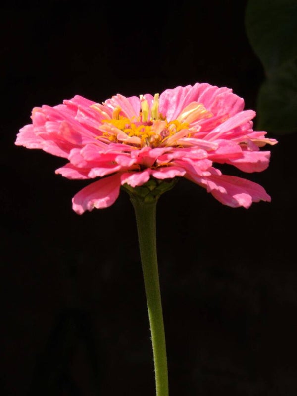 Common Zinnia01