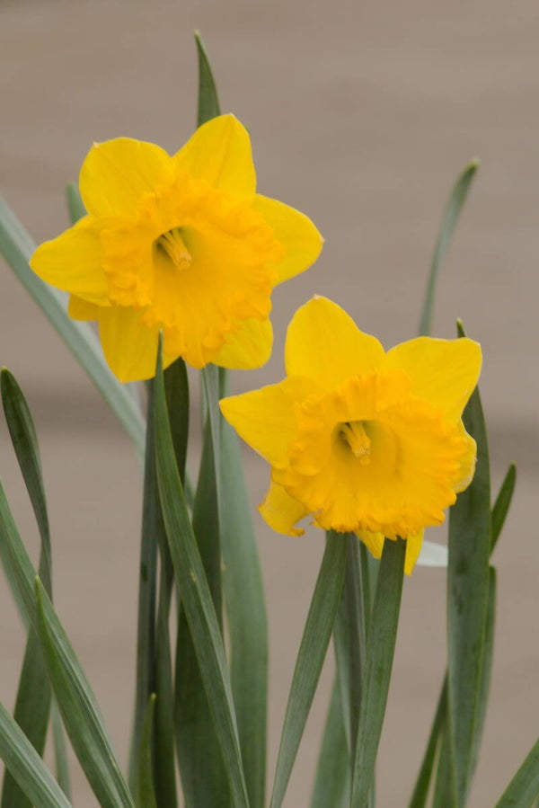 Daffodils #1