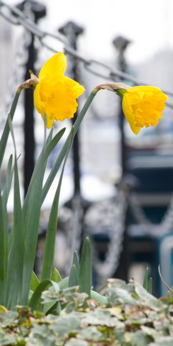 Daffodils #2