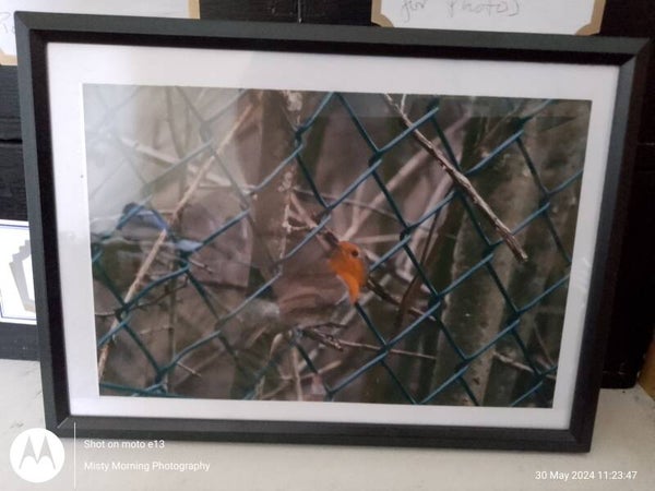 6x4 Robin (Framed) #1