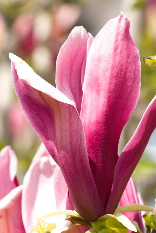 Magnolia Liliflora