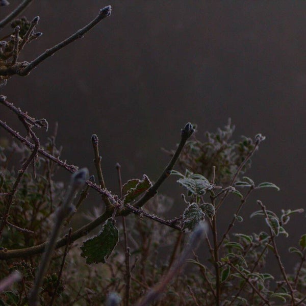Misty Brambles#1
