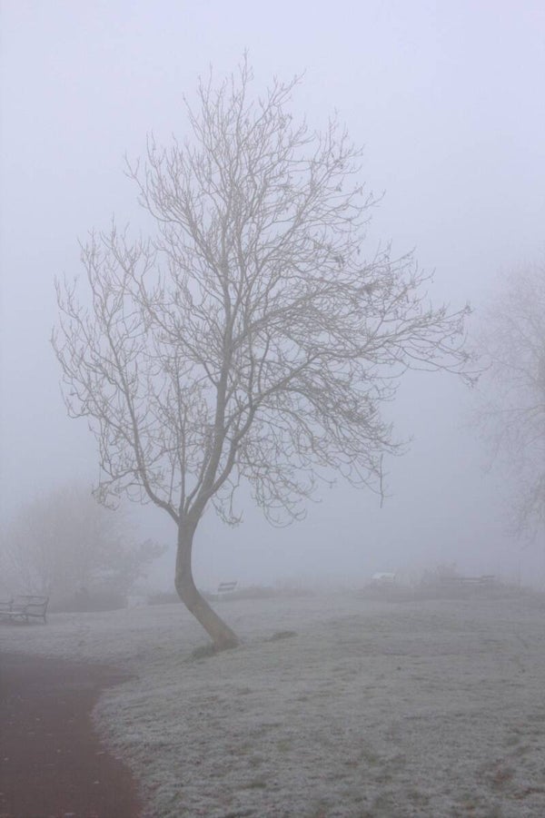 Misty Trees#1