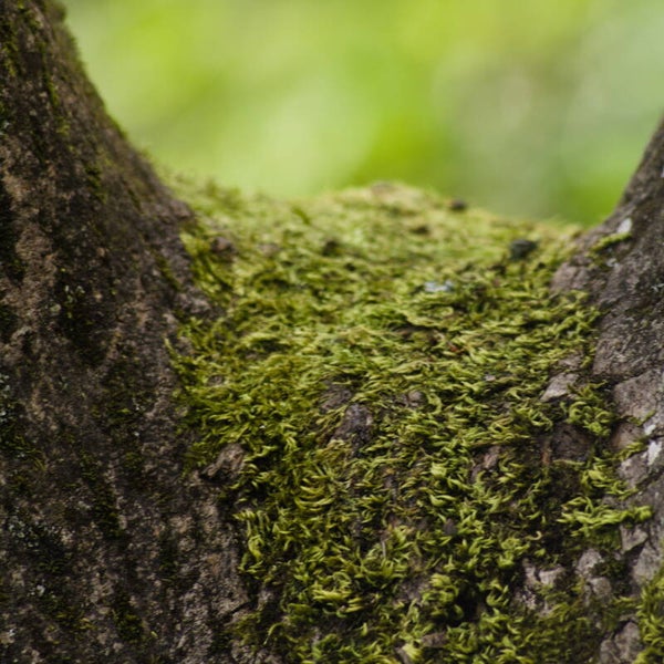 Moss on Wood#1
