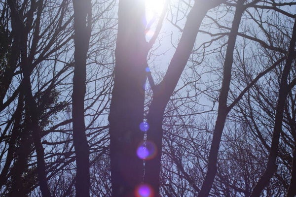 Sun through Trees #3