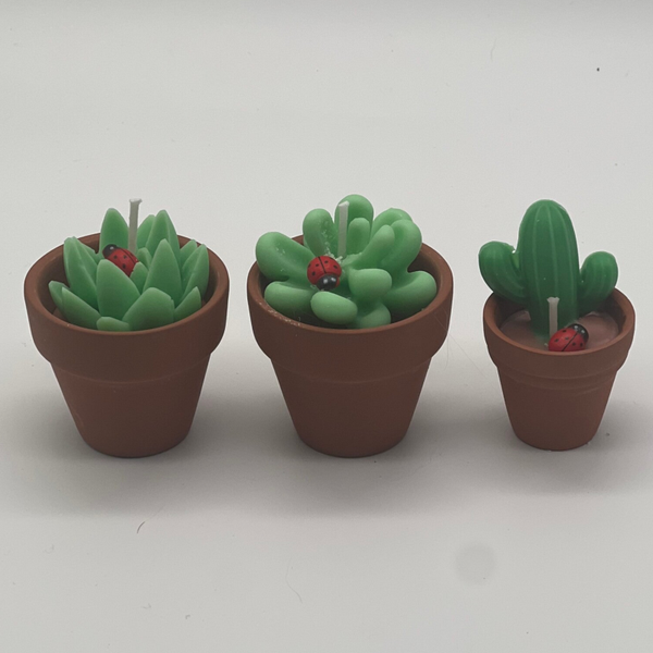 Cactus in terracotta pot
