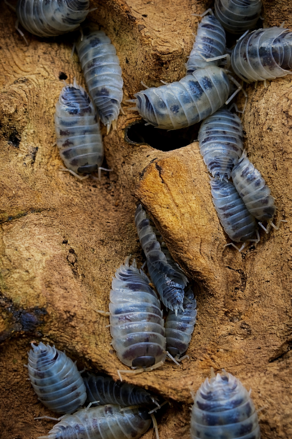 Porcellio laevis dairy cow