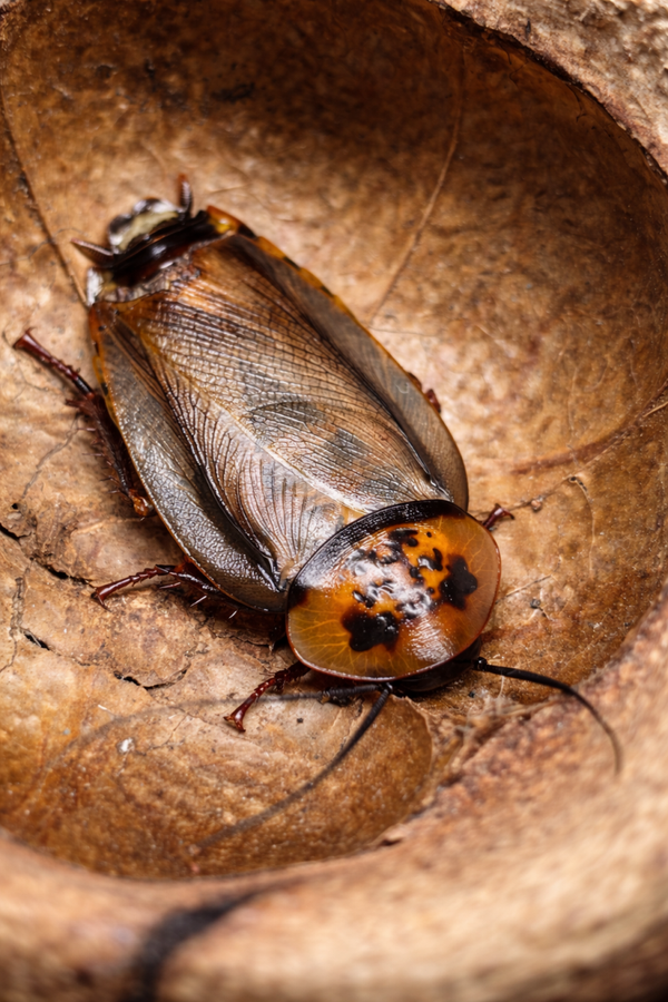 Eublaberus posticus - Blatte amazoniene