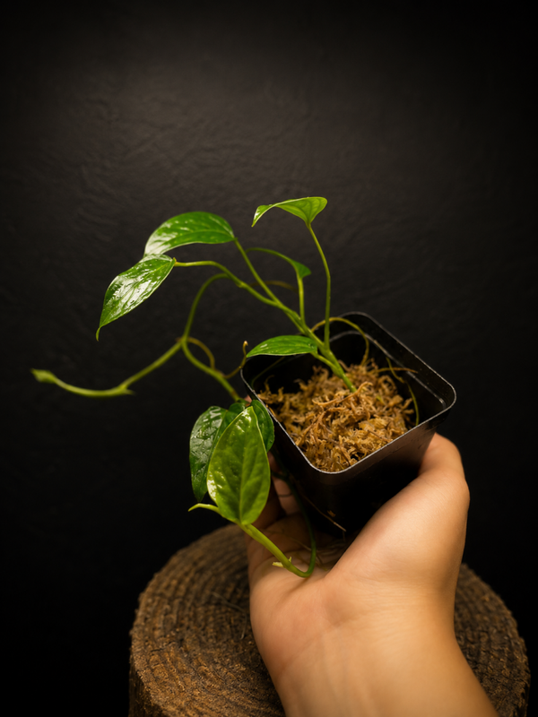 Monstera obliqua brasil