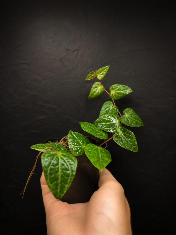 Piper ribesioides