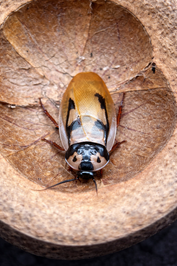 Eublaberus marajoara