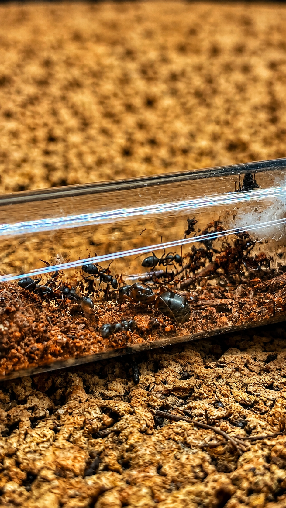Formica rufibarbis