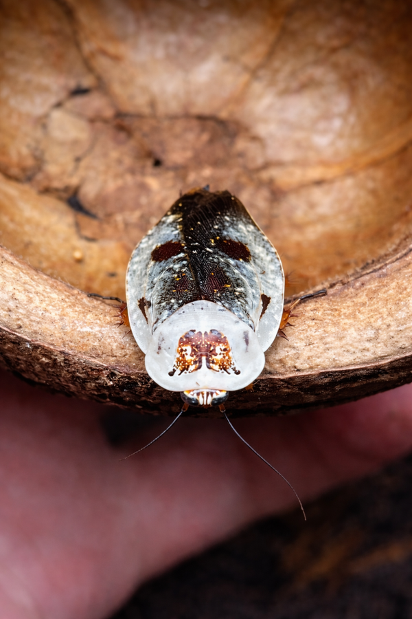 Gyna caffrorum - Blatte fantome
