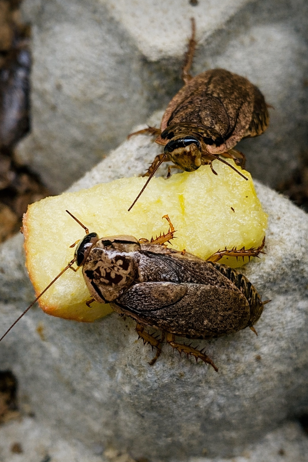 Nauphoeta cinerea - Blatte Cendrée