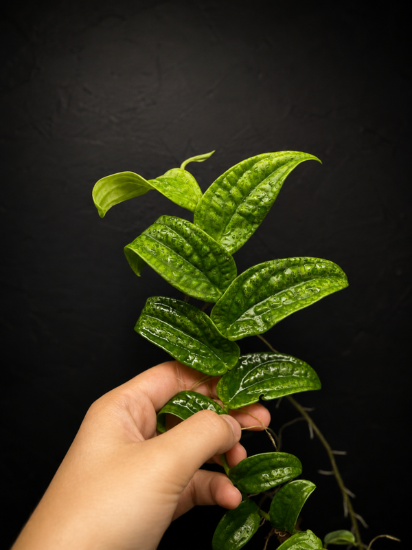 Rhaphidophora korthalsii